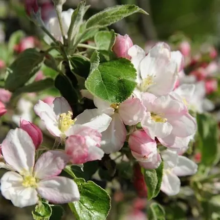 Haus Rose 招待所 4*