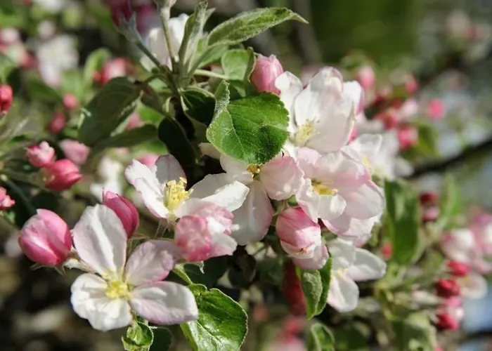 Haus Rose Pensjonat 4*